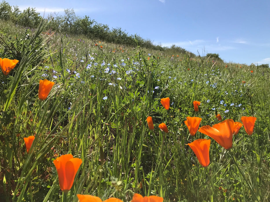wildflower seeds on lawn California Wild Lawn Seed Mix