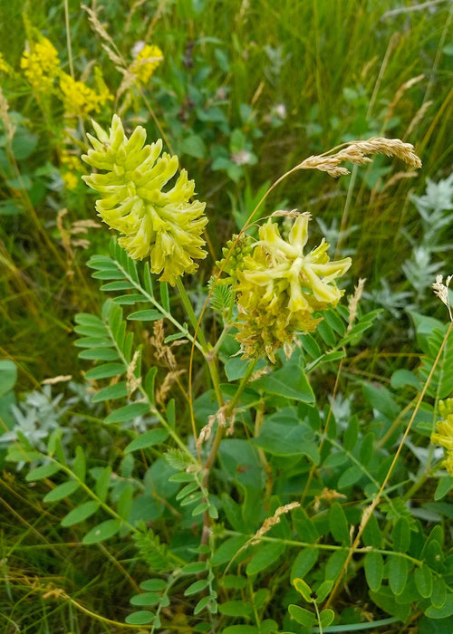 Canada Milkvetch Seeds (Astragalus canadensis) - Northwest Meadowscapes