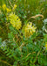 Canada Milkvetch Seeds (Astragalus canadensis) - Northwest Meadowscapes