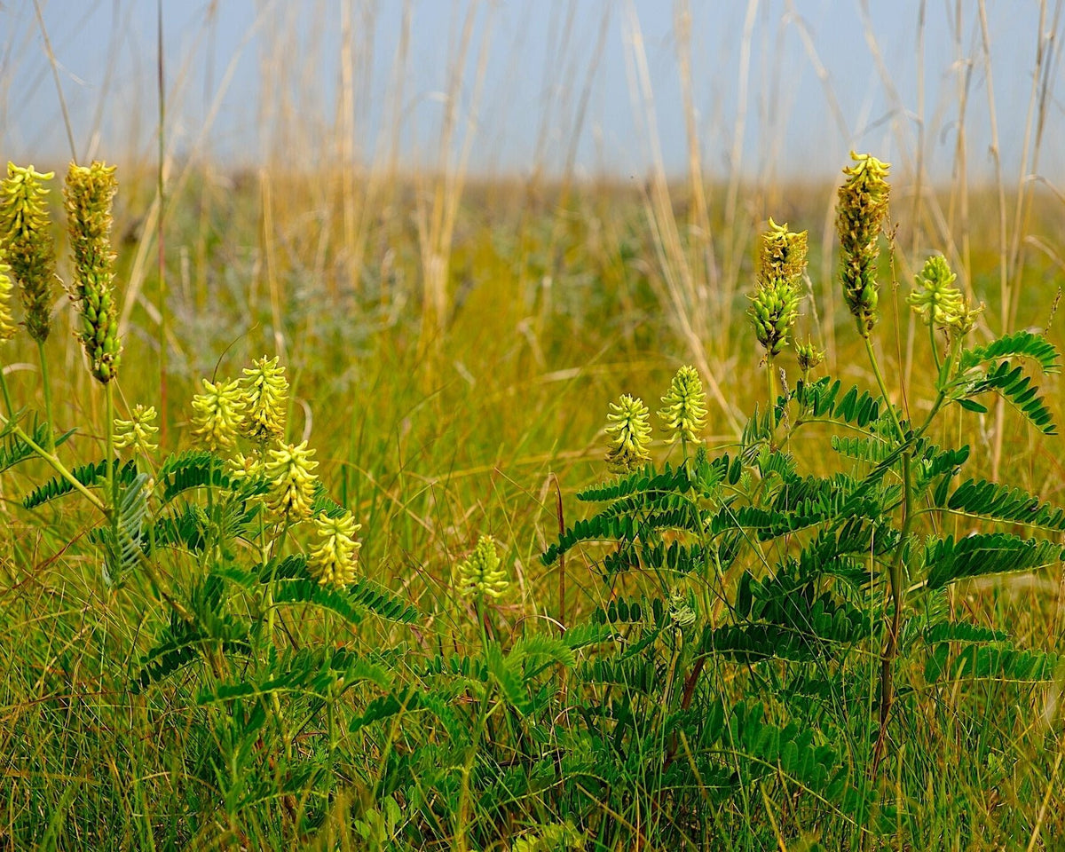 milk seed plant Canada Milkvetch Seeds (Astragalus canadensis) — Northwest Meadowscapes