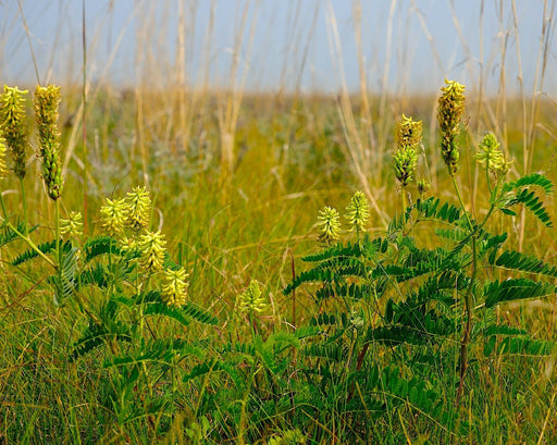Canada Milkvetch Seeds (Astragalus canadensis) - Northwest Meadowscapes