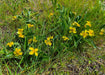 Canary Violet Seeds (Viola praemorsa) - Northwest Meadowscapes