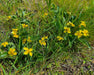 Canary Violet Seeds (Viola praemorsa) - Northwest Meadowscapes