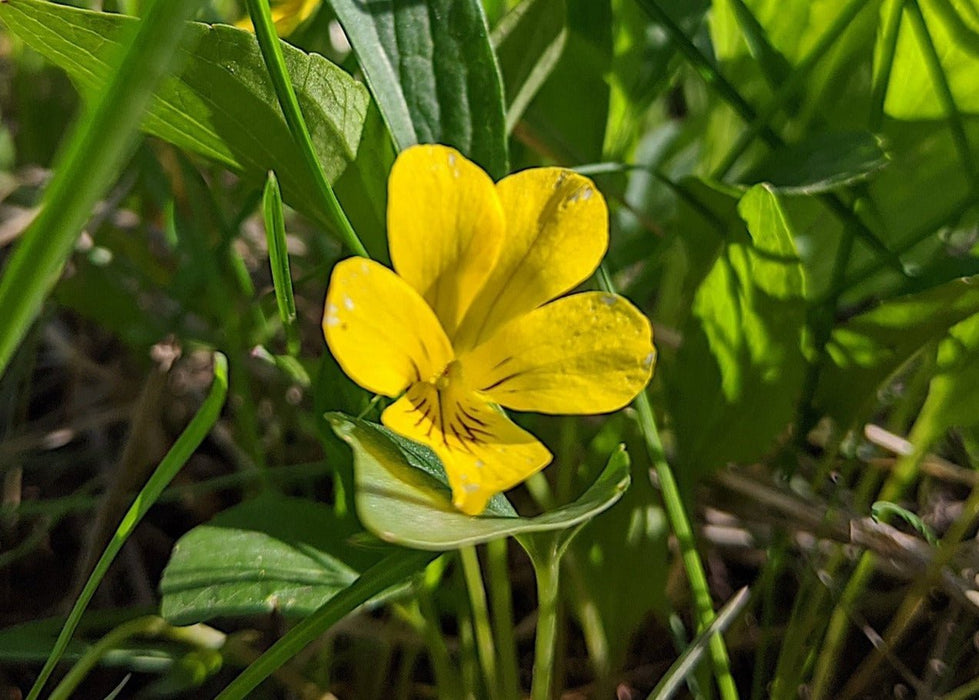 violet plant seeds Canary Violet Seeds (Viola praemorsa)