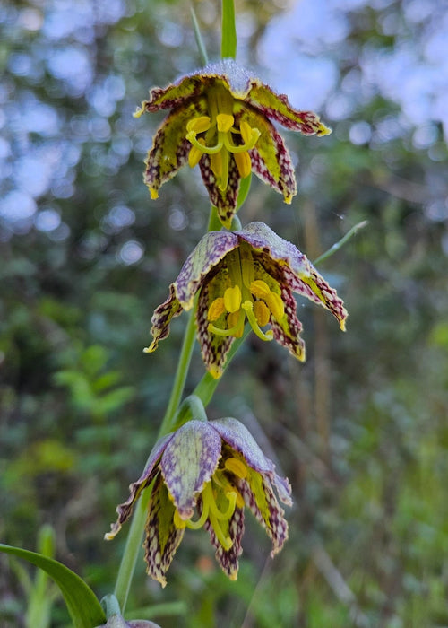 where are the seeds in a lily flower Checker Lily Seeds (Fritillaria affinis) — Northwest Meadowscapes