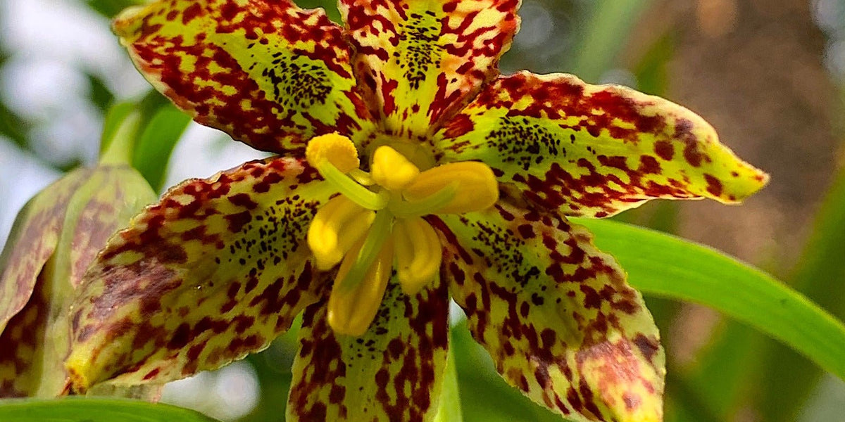 tiger lily seeds for sale Checker Lily Seeds (Fritillaria affinis) — Northwest Meadowscapes