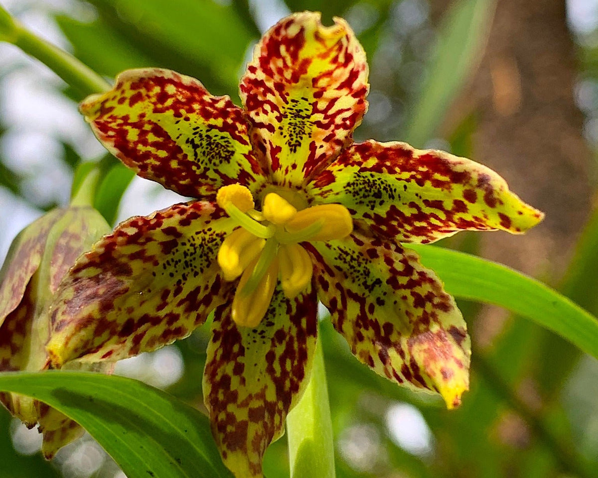 lily Checker Lily Seeds (Fritillaria affinis) — Northwest Meadowscapes