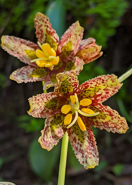 pink lily flower seeds Checker Lily Seeds (Fritillaria affinis) — Northwest Meadowscapes