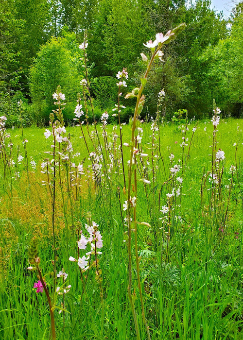 Meadow Checkermallow Seeds (Sidalcea campestris)