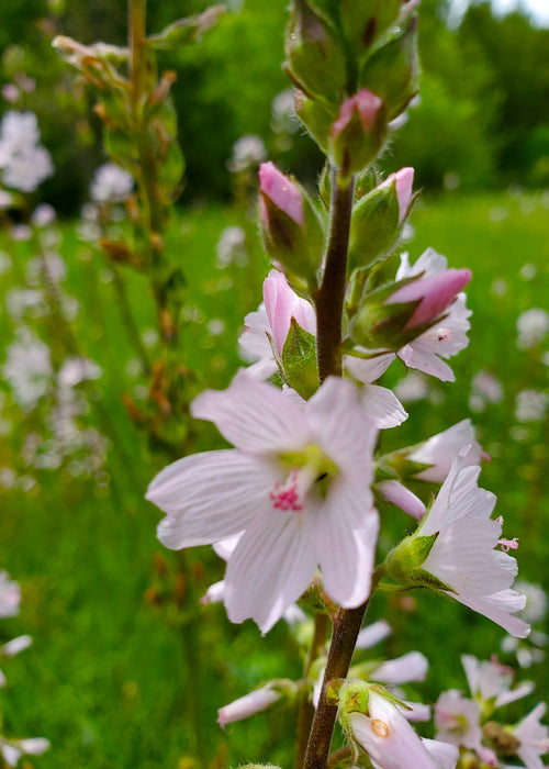 Meadow Checkermallow Seeds (Sidalcea campestris)