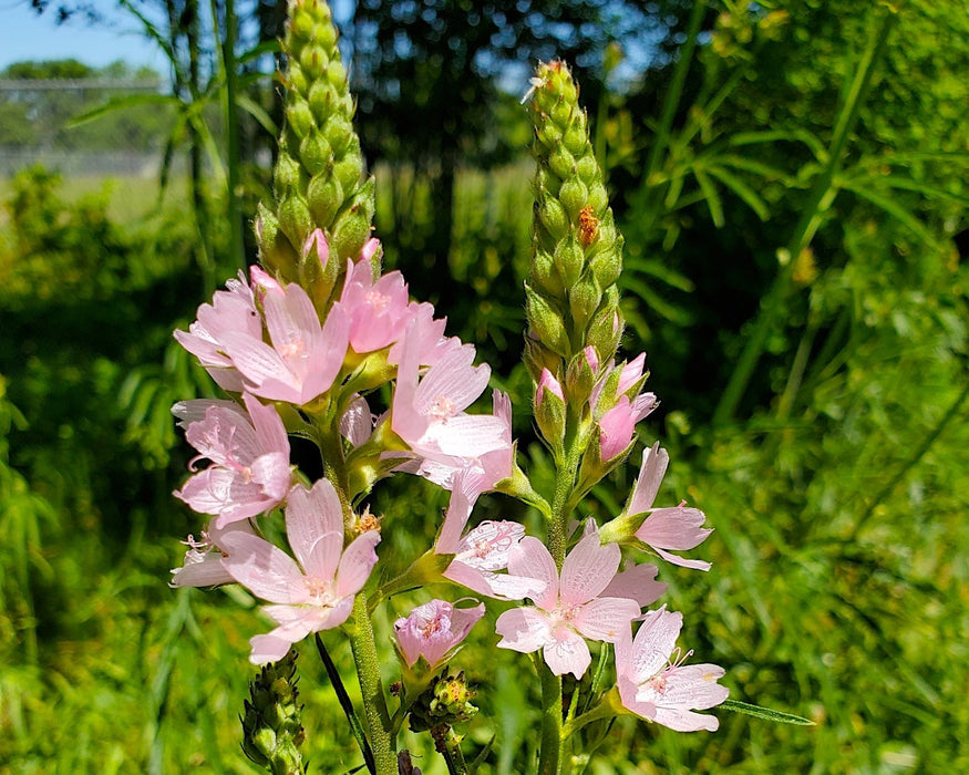 Meadow Checkermallow Seeds (Sidalcea campestris)