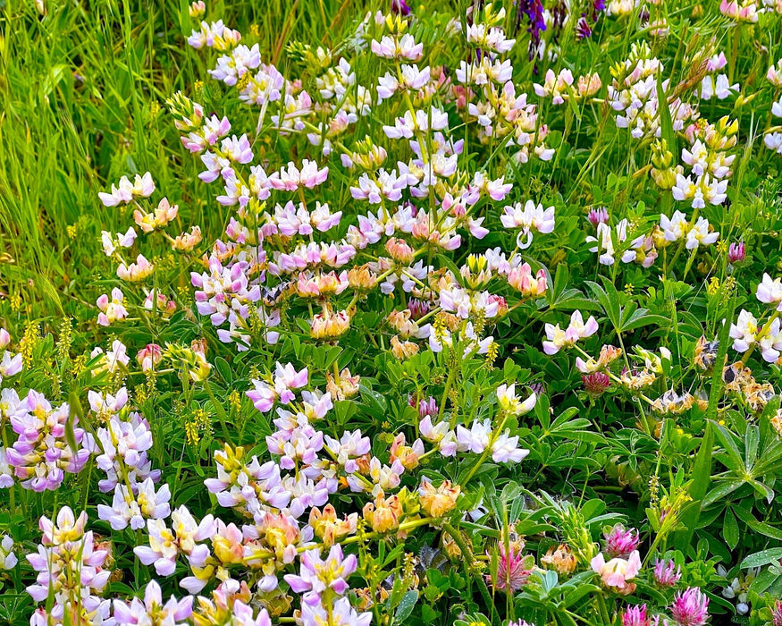 Chick Lupine (Lupinus microcarpus) - Northwest Meadowscapes