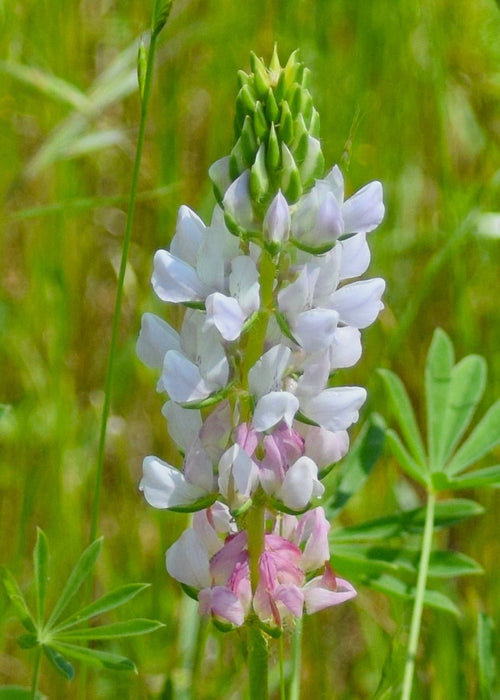 Chick Lupine (Lupinus microcarpus) - Northwest Meadowscapes