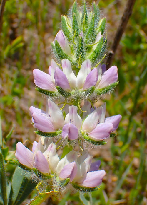 Chick Lupine (Lupinus microcarpus) - Northwest Meadowscapes