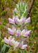 Chick Lupine (Lupinus microcarpus) - Northwest Meadowscapes