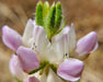 Chick Lupine (Lupinus microcarpus) - Northwest Meadowscapes
