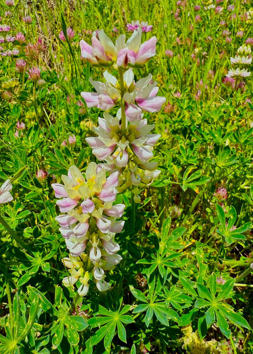 Chick Lupine (Lupinus microcarpus) - Northwest Meadowscapes