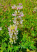 Chick Lupine (Lupinus microcarpus) - Northwest Meadowscapes