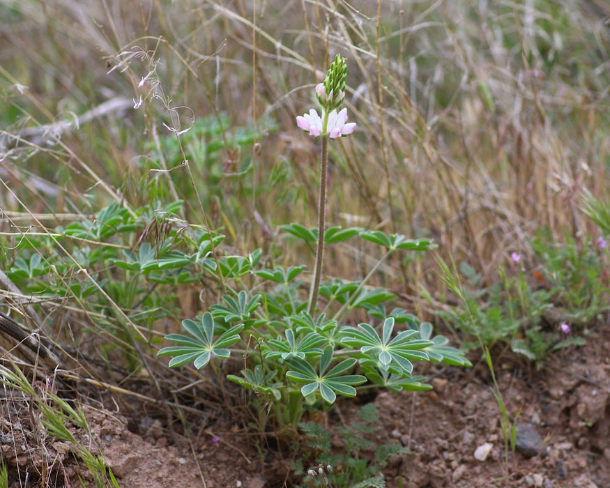 Chick Lupine (Lupinus microcarpus) - Northwest Meadowscapes