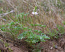 Chick Lupine (Lupinus microcarpus) - Northwest Meadowscapes