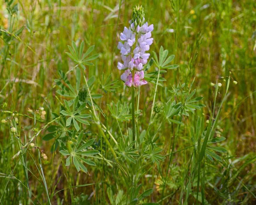 Chick Lupine (Lupinus microcarpus) - Northwest Meadowscapes