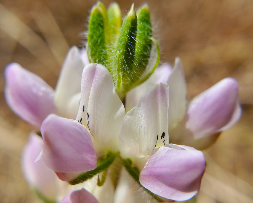 Chick Lupine (Lupinus microcarpus)