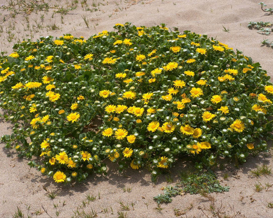 Coastal Gumweed Seeds (Grindelia stricta) - Northwest Meadowscapes