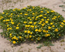 Coastal Gumweed Seeds (Grindelia stricta) - Northwest Meadowscapes