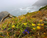 Coastal Gumweed Seeds (Grindelia stricta) - Northwest Meadowscapes