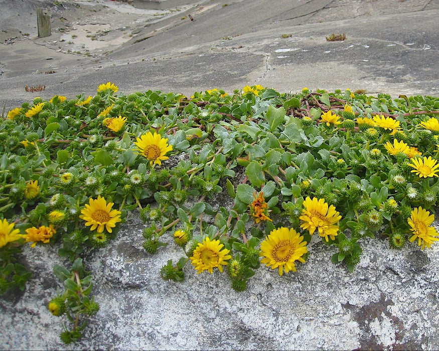 Coastal Gumweed Seeds (Grindelia stricta) - Northwest Meadowscapes