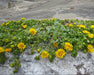 Coastal Gumweed Seeds (Grindelia stricta) - Northwest Meadowscapes