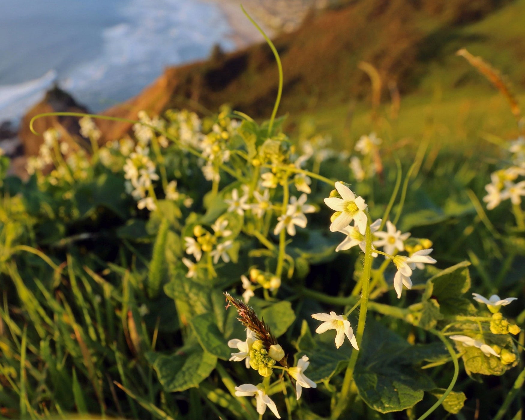 Coastal Manroot Seeds (Marah oreganus) (aka, the blackberry strangler ...