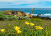 Coastal Poppy (Eschscholzia califronica var. maritima) - Large Pack - Northwest Meadowscapes