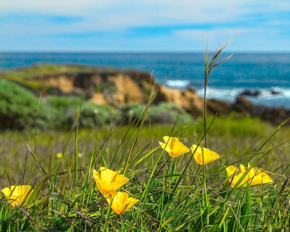 Coastal Poppy (Eschscholzia califronica var. maritima) - Large