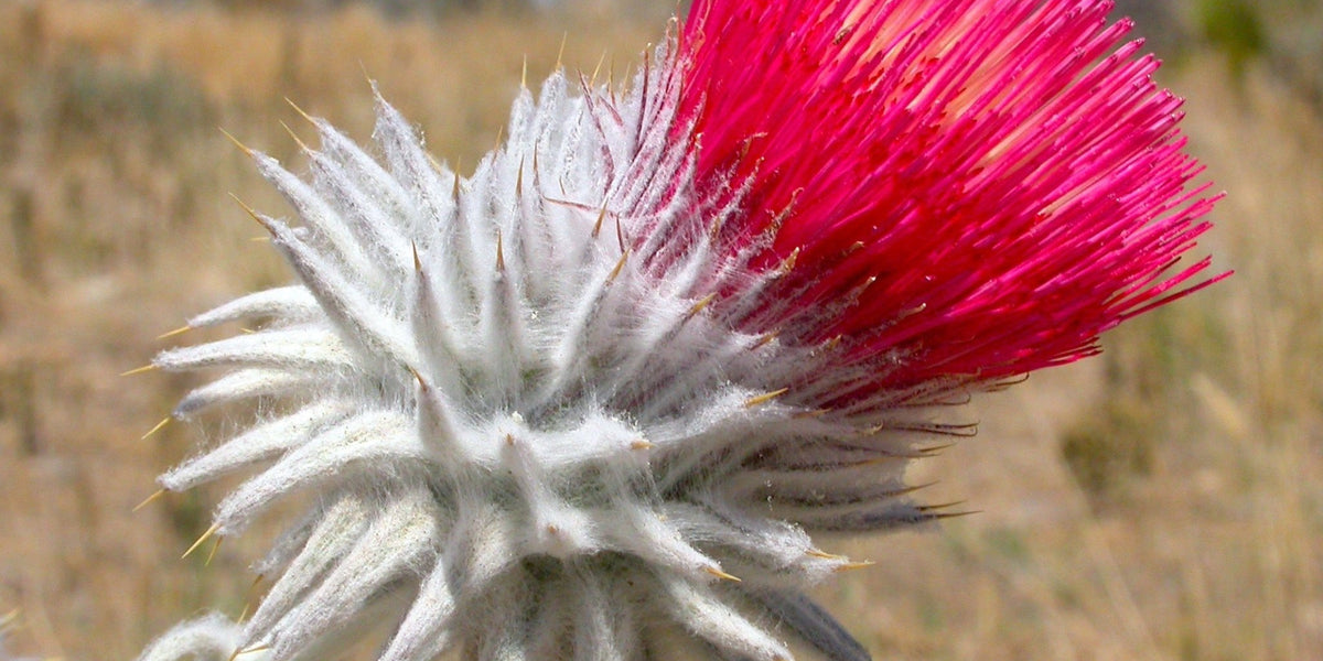 Cobweb Thistle Seeds (Cirsium occidentale) — Northwest Meadowscapes