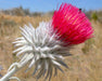 Cobweb Thistle Seeds (Cirsium occidentale) - Northwest Meadowscapes