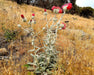 Cobweb Thistle Seeds (Cirsium occidentale) - Northwest Meadowscapes