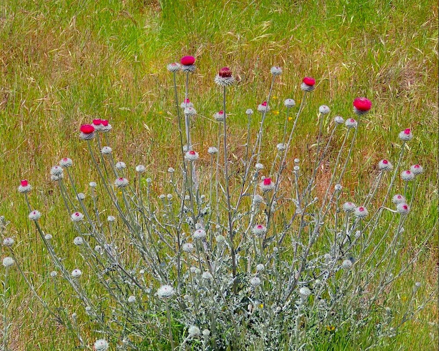 Cobweb Thistle Seeds (Cirsium occidentale) - Northwest Meadowscapes