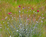Cobweb Thistle Seeds (Cirsium occidentale) - Northwest Meadowscapes