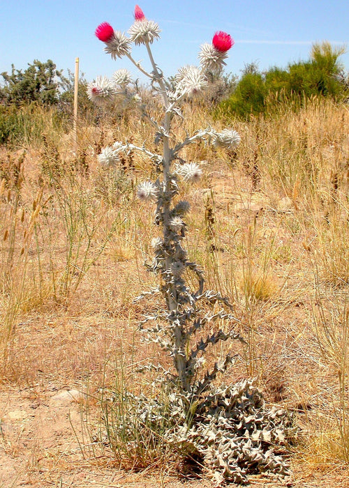 Cobweb Thistle Seeds (Cirsium occidentale) - Northwest Meadowscapes