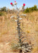 Cobweb Thistle Seeds (Cirsium occidentale) - Northwest Meadowscapes