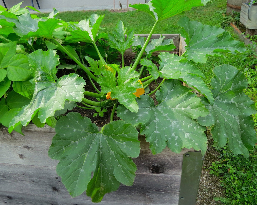 Cocozella di Napoli Seeds - Northwest Meadowscapes