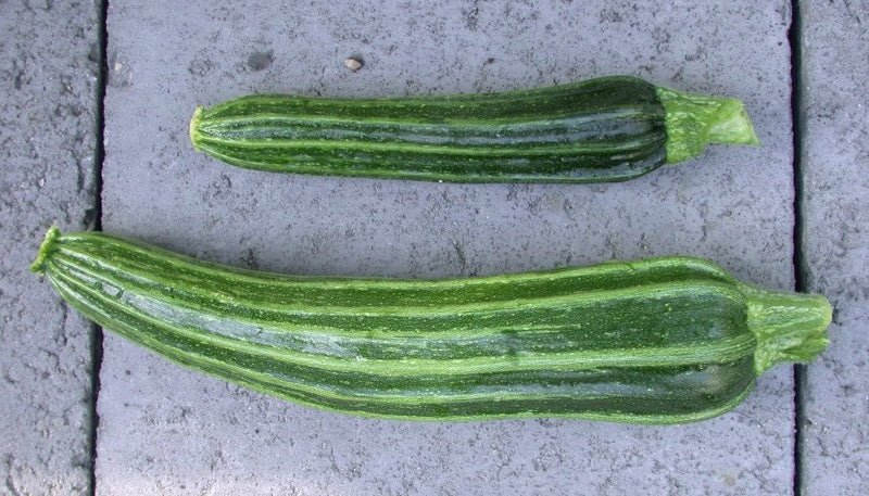 Cocozella di Napoli Seeds - Northwest Meadowscapes