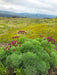 Columbia Biscuitroot Seeds (Lomatium columbianum) - Northwest Meadowscapes