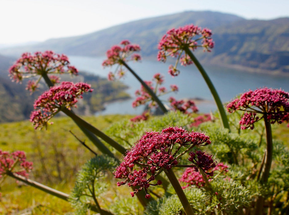 Columbia Biscuitroot Seeds (Lomatium columbianum) - Northwest Meadowscapes