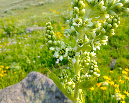 Corn Lily Seeds (Veratrum californicum) - Northwest Meadowscapes