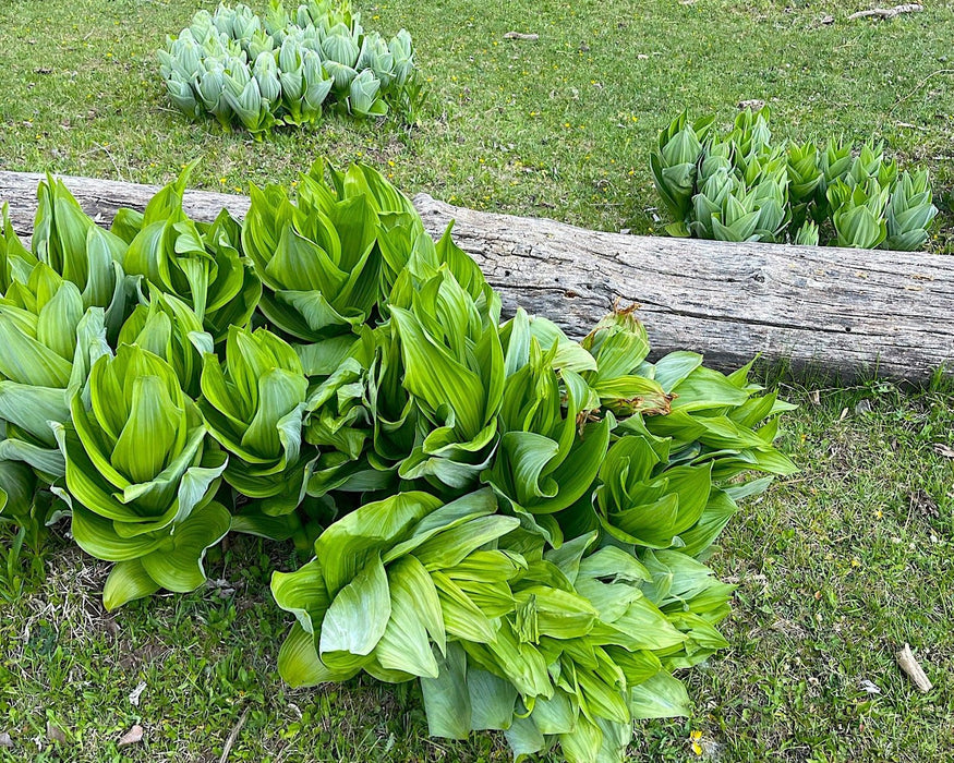 Corn Lily Seeds (Veratrum californicum) - Northwest Meadowscapes