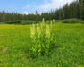 Corn Lily Seeds (Veratrum californicum) - Northwest Meadowscapes