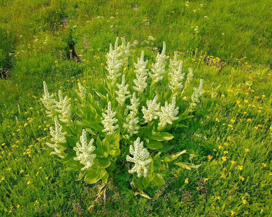 Corn Lily Seeds (Veratrum californicum) - Northwest Meadowscapes