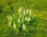 Corn Lily Seeds (Veratrum californicum) - Northwest Meadowscapes